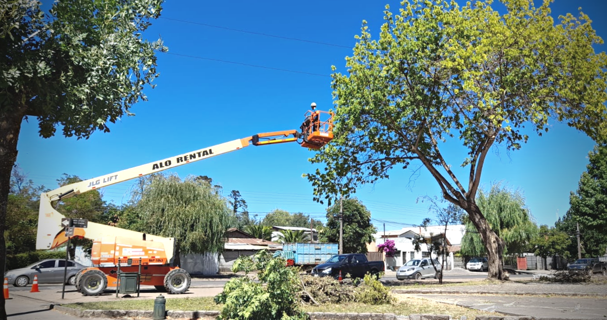 Avanza poda de árboles urbanos en San Carlos - La Fontana