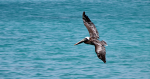 Pelicano sobrevolando el mar.