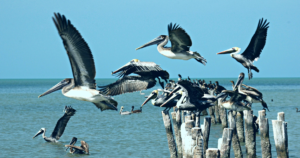 pelicanos influenza aviar