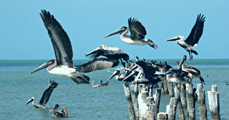 pelicanos influenza aviar