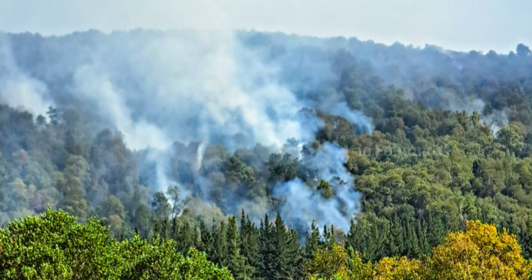 Especies autóctonas están siendo consumidas por las llamas. Foto: Hernán Parada