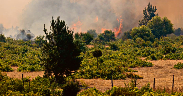 Áreas forestales afectadas por incendios.