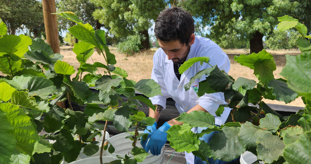 Ñuble se adjudica 6 proyectos agrícolas que suman $950 millones: quedó en segundo lugar en concurso FIA