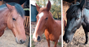 Rocío, Lucero y Puelche: los tres equinos que desaparecieron el sábado.