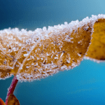 Una hoja marcada por la helada. Fotografía de contexto: Pixabay