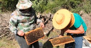 La ayuda para los apicultores llegó desde todo Chile.