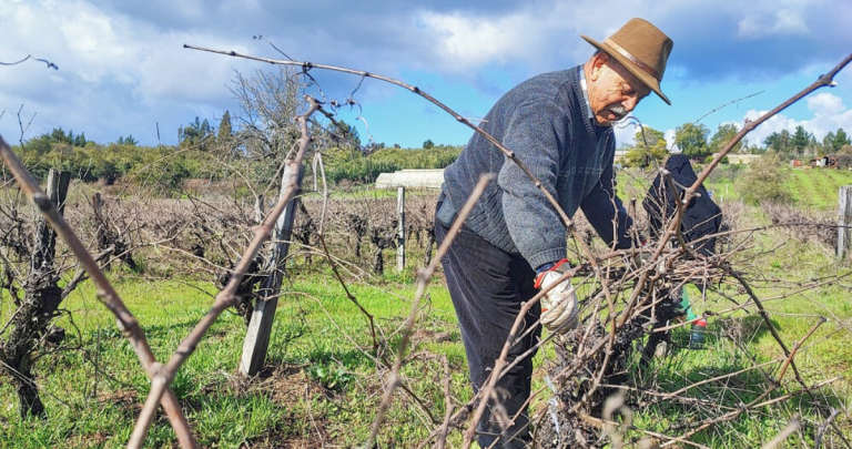 Manuel Lara, agricultor y productor de vinos de Quillón. Foto: FIA Udec.