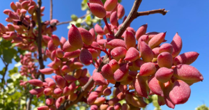En la foto, frutos de un árbol de pistachos. Foto: INIA Quilamapu.