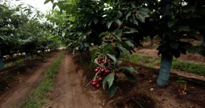 La fruticultura es esencial para la economía de Ñuble.