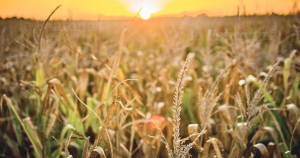 Cultivo de maíz. Fotografía referencial: Pixabay.