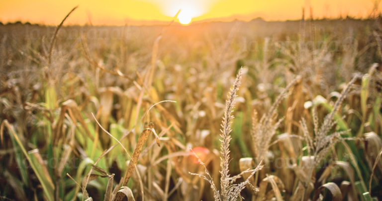 Cultivo de maíz. Fotografía referencial: Pixabay.
