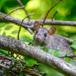 Ratón de cola larga. Foto de contexto: Unsplash.