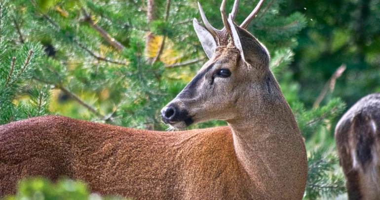 El huemul chileno. Foto: Ministerio de Medio Ambiente.