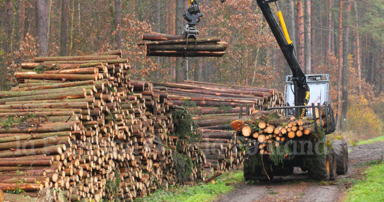 Industria forestal. Fotografía de contexto: Unsplash.