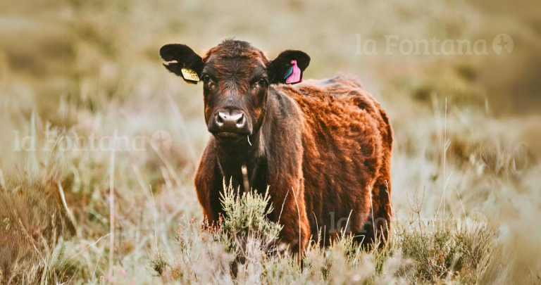 La brucelosis bovina es una enfermedad contagiosa del ganado que también puede infectar a las personas. Foto de contexto: Unsplash.