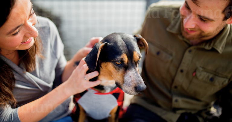 Perro familiar. Fotografía referencial: Unsplash.