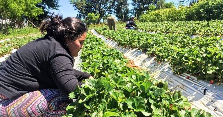 En la región hay más de 113 mil hectáreas bajo riego. Foto: Ministerio de Agricultura