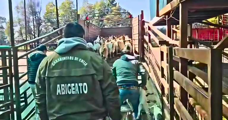 Decenas de animales fueron incautados por la policía. Foto: Carabineros Ñuble.