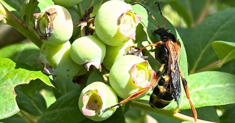 El proyecto utiliza la ecología química para modificar el comportamiento de los insectos mediante señales naturales. Foto: INIA