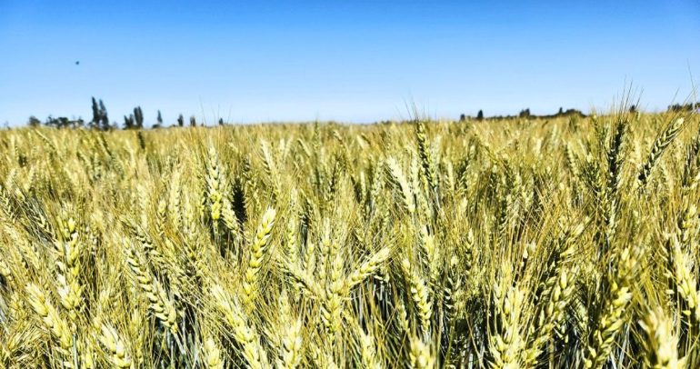 Chile es conocido por sus trigos primaverales, producidos principalmente en Ñuble, Biobío y Maule. Foto: INIA Quilamapu