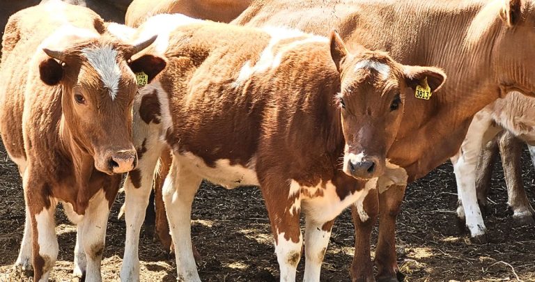 El SAG informó que continuará monitoreando la salud del ganado durante su estadía en los pastos cordilleranos. Foto: SAG