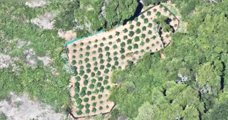 Así se veían las plantas desde un dron. Foto: Carabineros Ñuble.