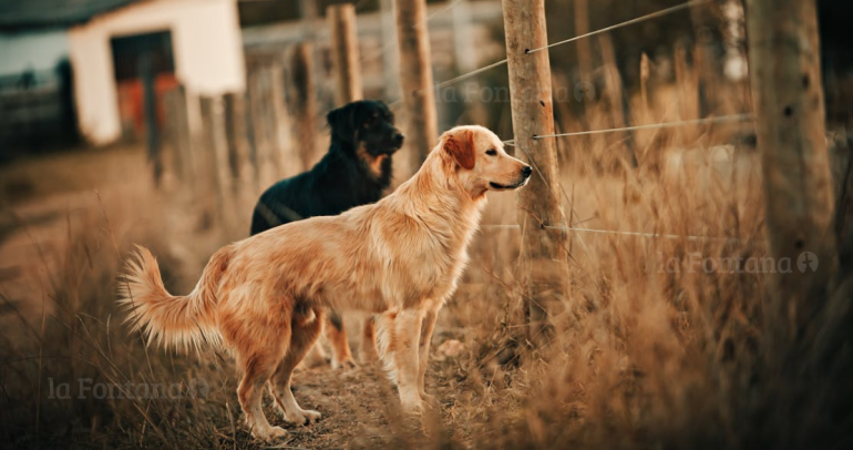 Perros en predio rural. Fotografía referencial: Pexels.