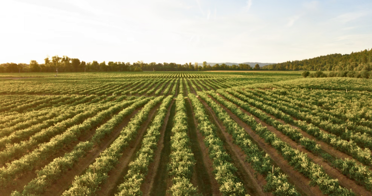 Predio agrícola. Fotografía referencial: Unsplash.