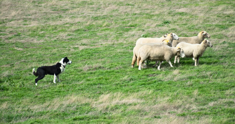 Perro ovejero. Foto referencial: Unsplash.