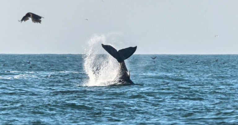 Ballena avistada en Cobquecura. Foto: Antonia del Agua.