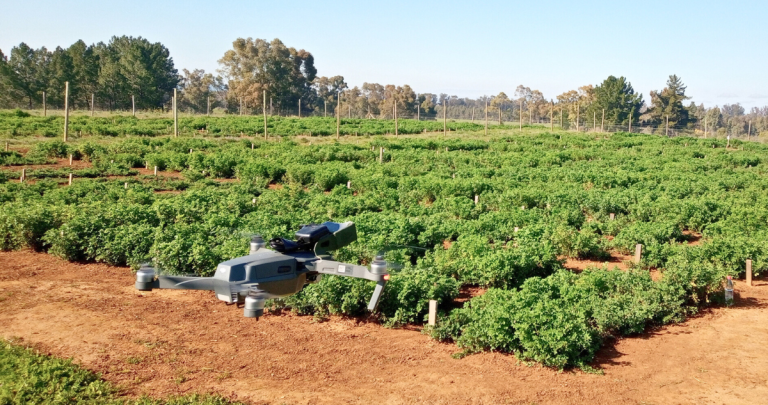 Dron sobre alfalfa. Foto: INIA