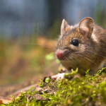 El ratón de cola larga es el transmisor del virus. Foto: Minsal.