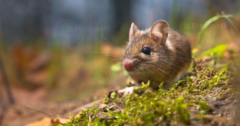 El ratón de cola larga es el transmisor del virus. Foto: Minsal.