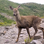 Huemul en precordillera de Ñuble. Foto de archivo: Conaf.