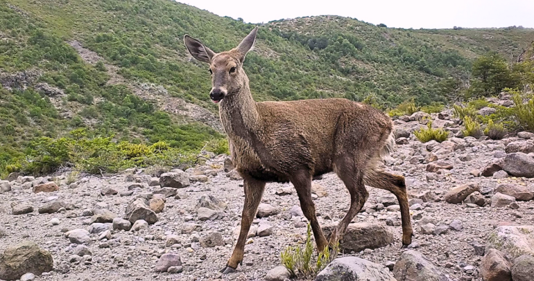 Huemul en precordillera de Ñuble. Foto de archivo: Conaf.