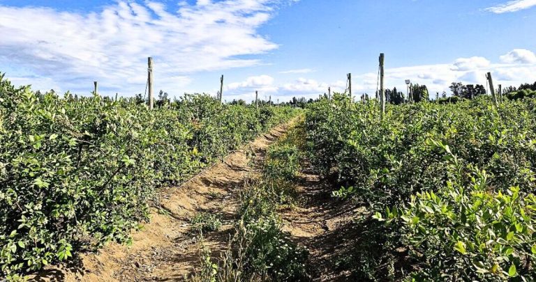 Smartfield integra sensores y datos satelitales para gestionar el riego de manera más eficiente. Foto: INIa Quilamapu