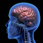 Cerebro. Fotografía referencial: FMT de Envato Elements.