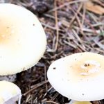 Se le conoce como el “hongo de la muerte”. Foto: Seremi de Salud