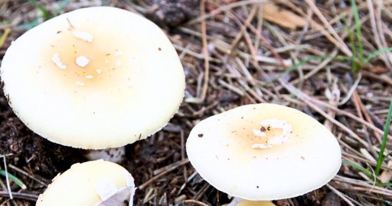 Se le conoce como el “hongo de la muerte”. Foto: Seremi de Salud