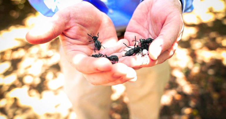 Las larvas están activas durante el otoño. Foto: INIA Quilamapu