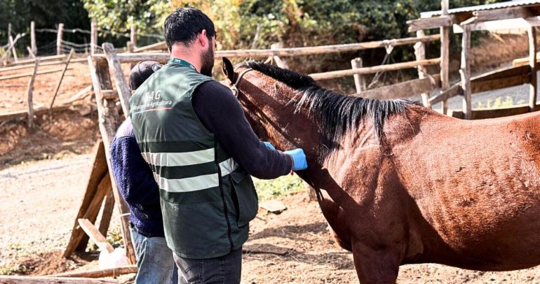 La nueva detección se logró tras un proceso de investigación epidemiológica. Foto: SAG