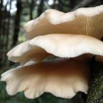 Hongos ostra. Fotografía de contexto: Pixabay