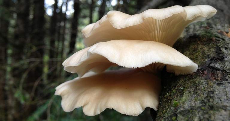 Hongos ostra. Fotografía de contexto: Pixabay