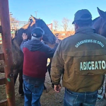 Las fiscalizaciones por abigeato se intensifican previo a Fiestas Patrias. Foto: Carabineros Ñuble.