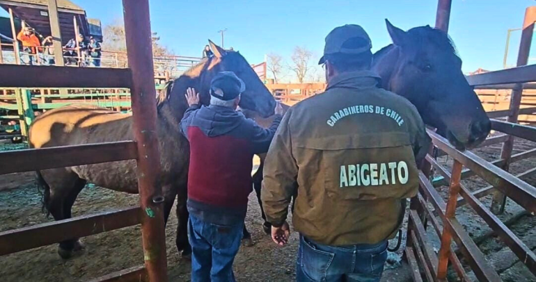 Las fiscalizaciones por abigeato se intensifican previo a Fiestas Patrias. Foto: Carabineros Ñuble.