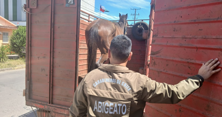 Carabineros junto al equino que era transportado. Foto: Carabineros Ñuble.