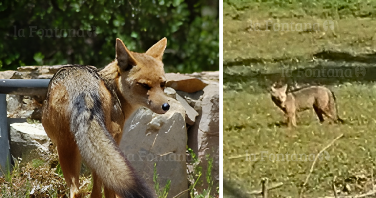 El zorro es una especie endémica de Chile. Fotos: A la izquierda, SAG. A la derecha, enviada por un lector.