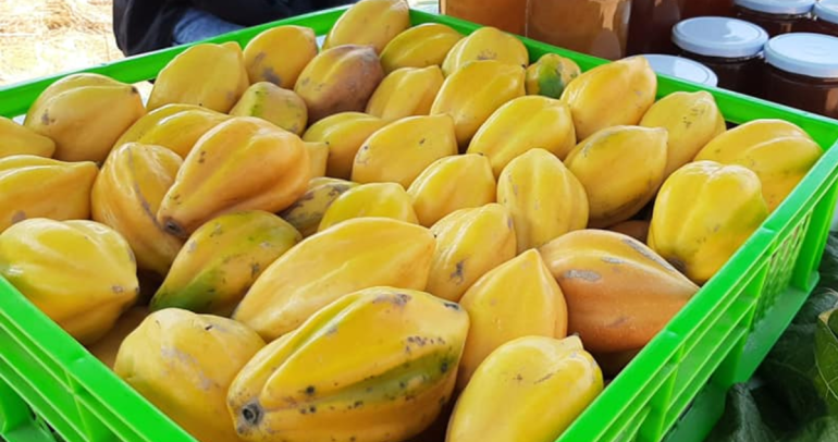 Estas son las papayas que se cosechan en Cobquecura. Foto: Facebook Municipalidad de Cobquecura