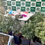 Lo incautado. Foto: Carabineros Ñuble.