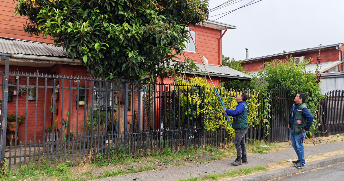 SAG instala 174 trampas para detectar mosca de la fruta en Ñuble: es parte de plan nacional